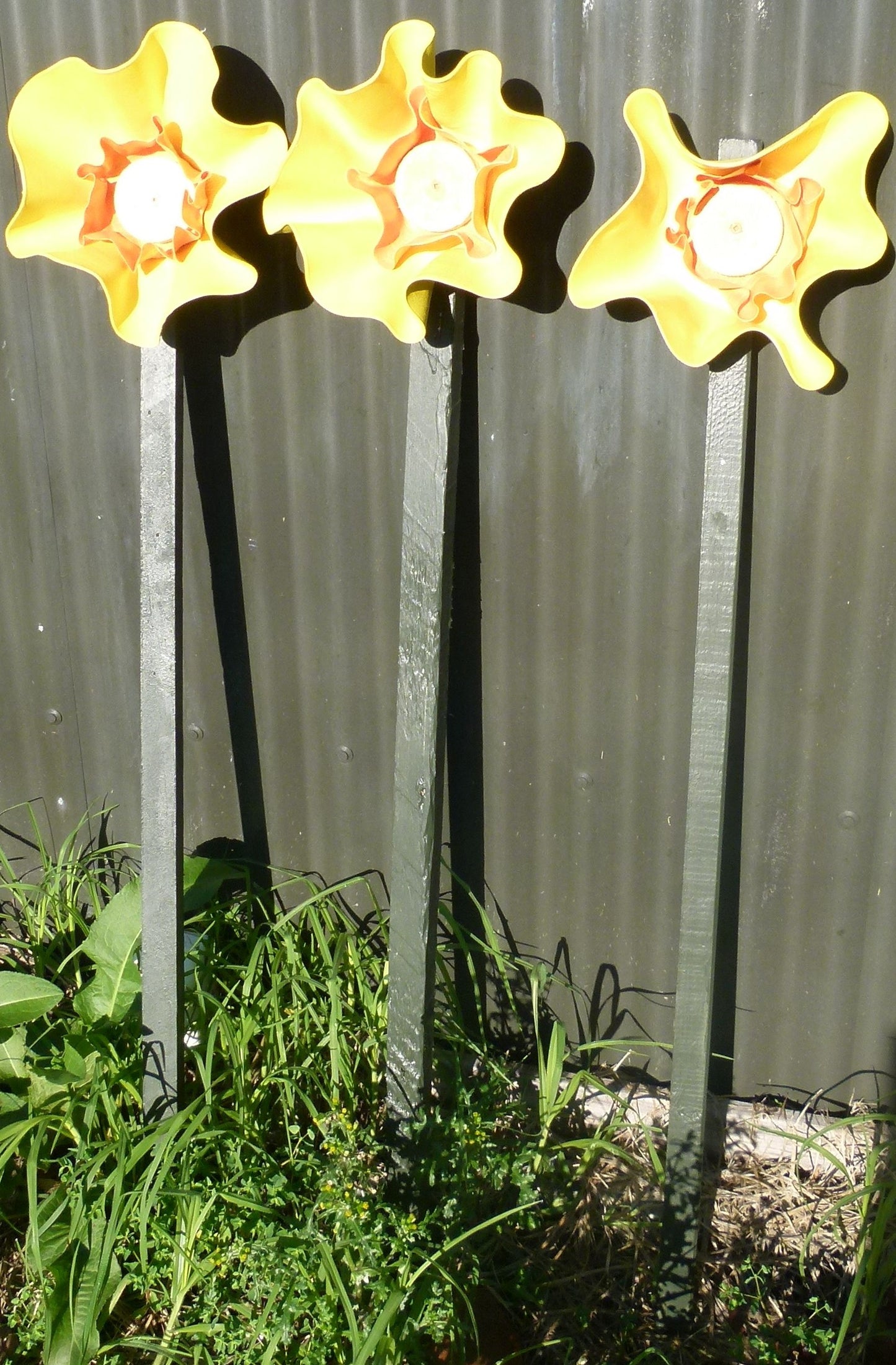 Giant Daffodil