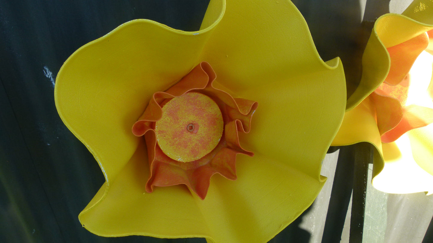 Giant Daffodil