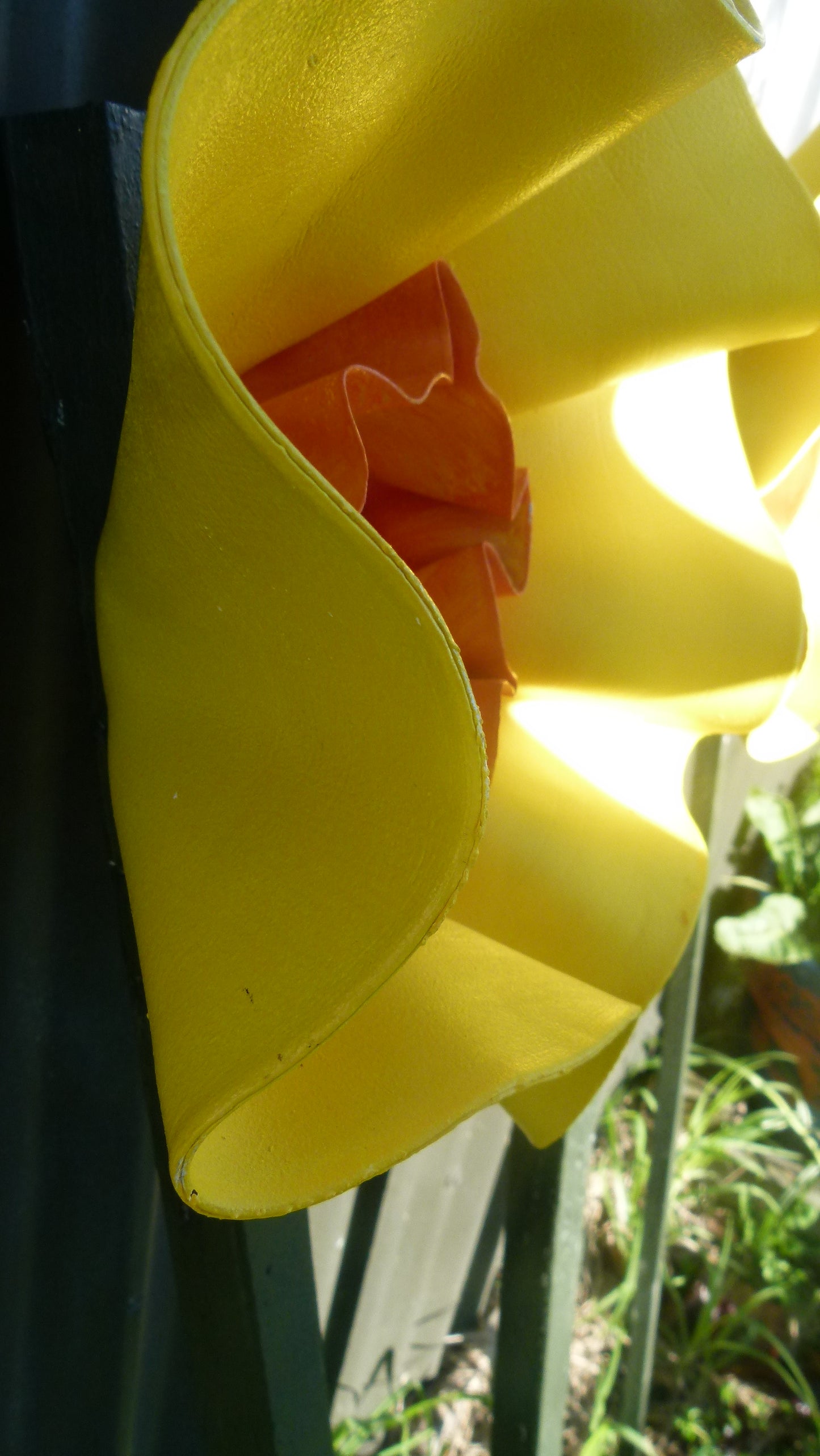 Giant Daffodil
